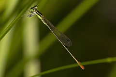 Agriocnemis pygmaea