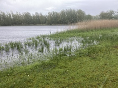 Lysimachia thyrsiflora