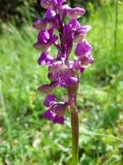 Anacamptis morio