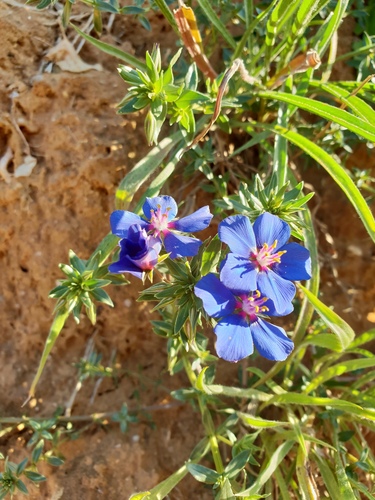 Foemina Blue Pimpernel