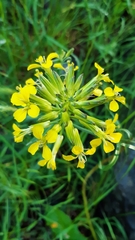 Erysimum rhaeticum