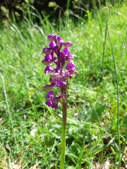 Anacamptis morio