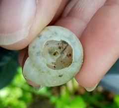 Fruticicola fruticum