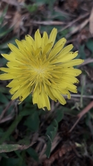 Taraxacum officinale