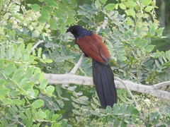 Centropus sinensis parroti