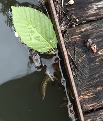 Lissotriton vulgaris