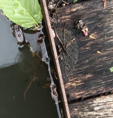 Lissotriton vulgaris