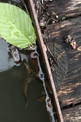 Lissotriton vulgaris