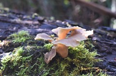 Omphalotus nidiformis
