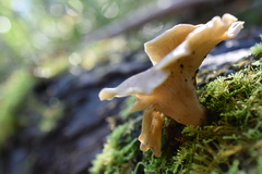 Omphalotus nidiformis