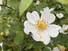 Rosa pouzinii