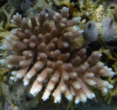 Acropora millepora