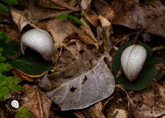 Corybas barbarae