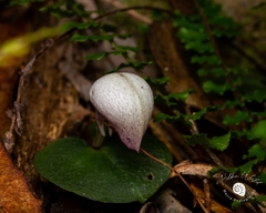 Corybas barbarae