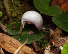 Corybas barbarae