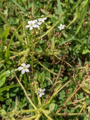 Drosera finlaysoniana
