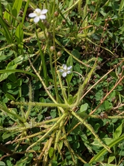 Drosera finlaysoniana