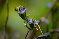 Triodanis