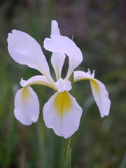 Iris orientalis