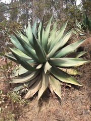 Agave atrovirens