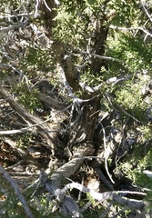 Juniperus arizonica