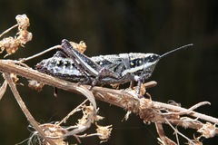 Monistria pustulifera