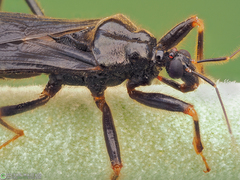 Reduvius personatus