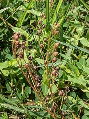 Drosera finlaysoniana
