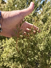 Juniperus arizonica