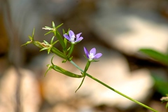 Triodanis