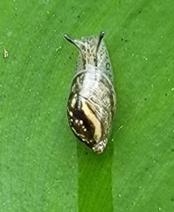 Succinea arundinetorum