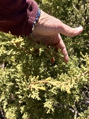 Juniperus arizonica