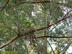 Cleisostoma paniculatum