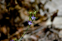 Triodanis