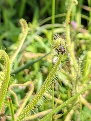 Drosera finlaysoniana
