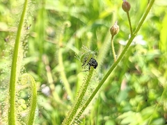 Drosera finlaysoniana