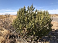 Juniperus arizonica
