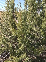 Juniperus arizonica