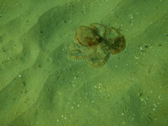 Octopus berrima