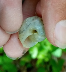 Fruticicola fruticum