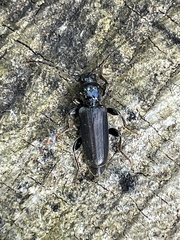 Tetropium castaneum