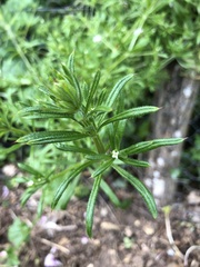 Galium aparine