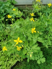 Chelidonium majus