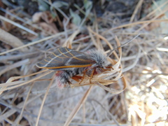 Hemileuca rubridorsa