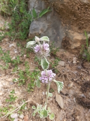 Marrubium supinum
