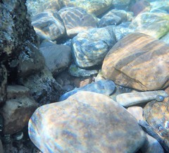 Parablennius tasmanianus