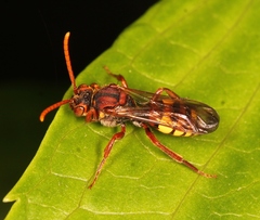 Nomada flava