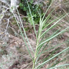 Scorzonera angustifolia