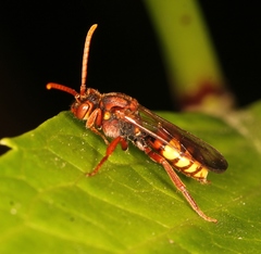 Nomada flava