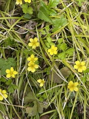 Waldsteinia ternata